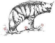 土狼妹妹 土狼妹妹