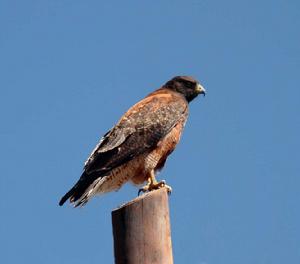 紅背鵟雕 紅背鵟雕