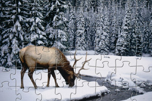 冬季雄鹿拼圖 冬季雄鹿拼圖