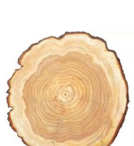 年輪氣候學 年輪氣候學