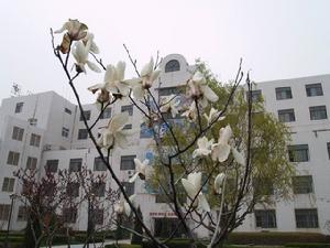 青島嶗山2中 青島嶗山2中