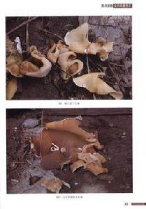 毛柄灰釘 毛柄灰釘