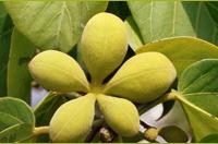 蘭嶼蘋婆 蘭嶼蘋婆