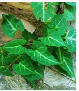 疏花籬蓼 疏花籬蓼