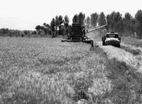 天津小站稻 天津小站稻