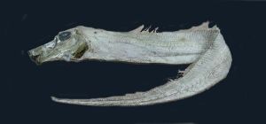 粗鰭魚科 粗鰭魚科