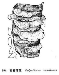 密孔薄芝 密孔薄芝