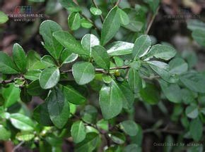 藥鼠李實 藥鼠李實