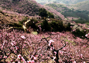 湯溝桃花節 湯溝桃花節