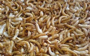 大麥蟲養殖技術