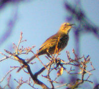 墨西哥彎嘴嘲鶇 墨西哥彎嘴嘲鶇