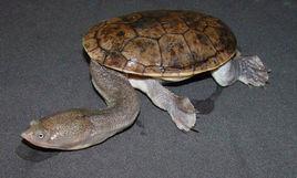 蛇頸龜科 蛇頸龜科