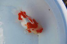 文種金魚圖片集