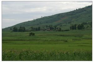 橄欖林村 橄欖林村