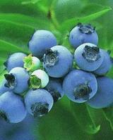 blueberry blueberry