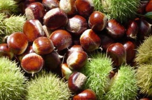 桐廬特產 桐廬特產