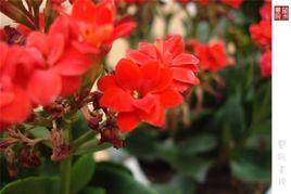 摘同心梔子贈謝娘因附此詩 摘同心梔子贈謝娘因附此詩