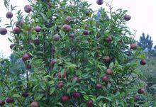 利用油茶浸出法制油工藝製作油茶油