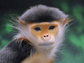 中國白臀葉猴