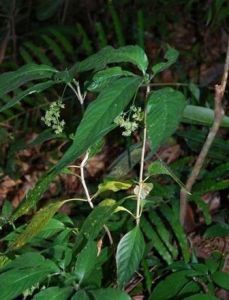 海南腺萼木 海南腺萼木