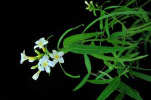 台灣山橙 台灣山橙