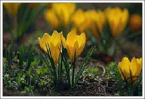 （圖）黃番紅花