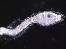 奇特海洋生物海鞘:避孕生育高手