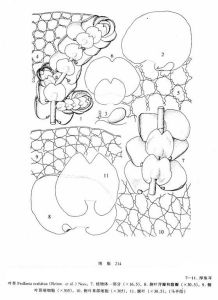 厚角耳葉苔 厚角耳葉苔