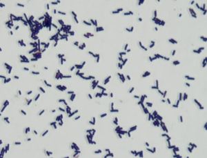 希氏乳桿菌 希氏乳桿菌