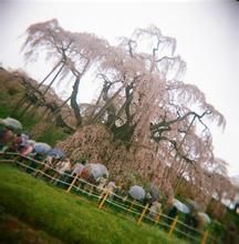 洛拉小報春 洛拉小報春