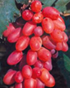 洋紅蜜葡萄 洋紅蜜葡萄