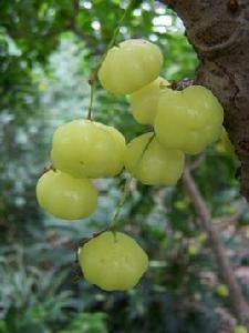 西印度醋栗 西印度醋栗