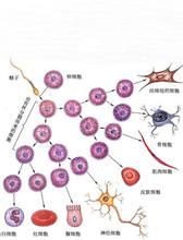細胞的分化 細胞的分化