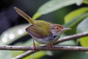 普通縫葉鶯 普通縫葉鶯