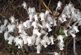 死亡之花 死亡之花