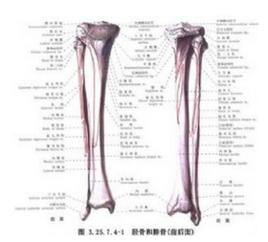 脛骨幹骺端截骨延長術 脛骨幹骺端截骨延長術