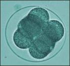 內胚層間充質 內胚層間充質