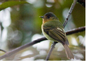 棕胸窄嘴霸鶲 棕胸窄嘴霸鶲