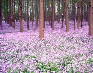 諸葛菜(原變種) 諸葛菜(原變種)