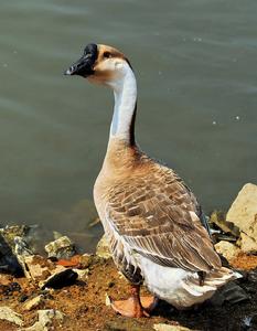永康灰鵝 永康灰鵝