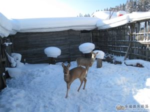 中央站林場 中央站林場