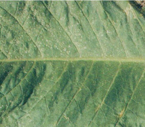 番茄黑環病毒 番茄黑環病毒