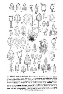 近岩梅虎耳草 近岩梅虎耳草