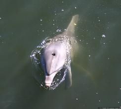 中華白豚 中華白豚