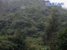 石頭村[雲南省楚雄州雙柏縣法脿鎮石頭村]