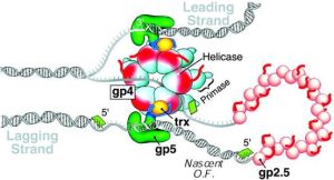 解螺旋酶 解螺旋酶