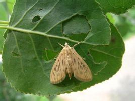 楊樹黃卷葉螟 楊樹黃卷葉螟