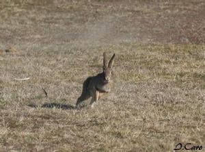 西班牙兔 西班牙兔