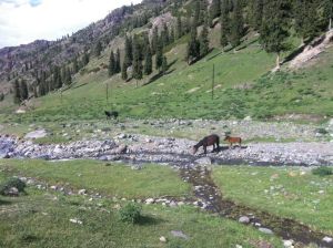 巴音溝景區 巴音溝景區