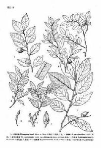 小果柿（原變種）